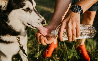 Why Hydration Matters for Your Pet’s Health