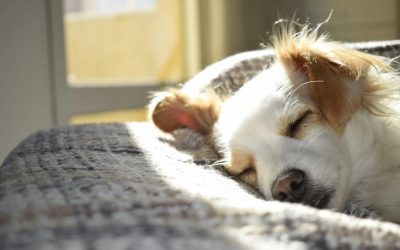 Choosing the Perfect Pet Bed: A Comprehensive Guide
