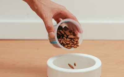 Unlocking Health Benefits with Elevated Pet Bowls