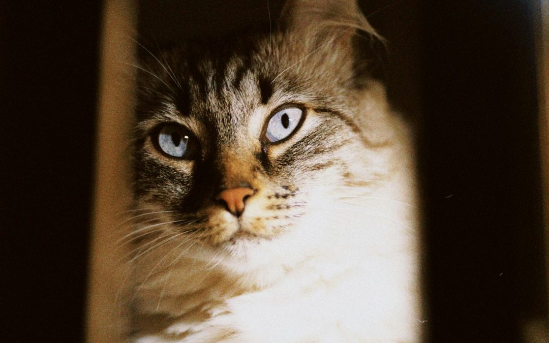 Top Pet Essentials Every Owner Needs at Home