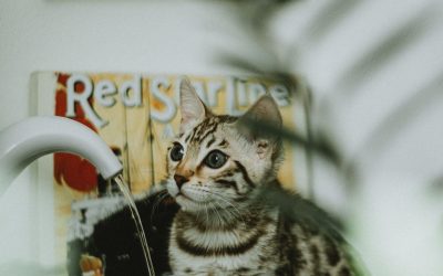 Choosing the Perfect Pet Water Fountain for Your Furry Friend