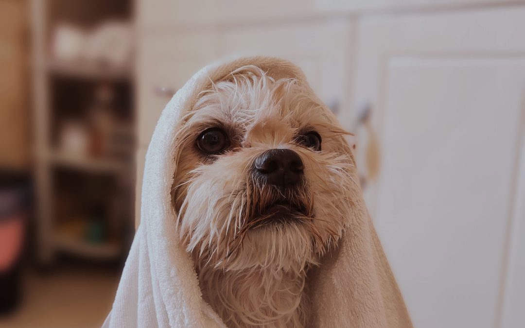 Top 5 Grooming Tools Every Pet Owner Should Own