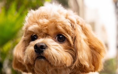 5 Common Pet Care Mistakes and How to Avoid Them