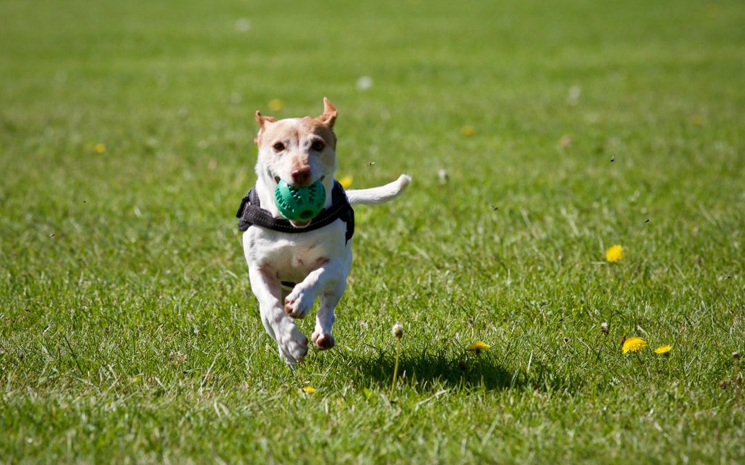 When to Replace Your Pet’s Toys and Accessories