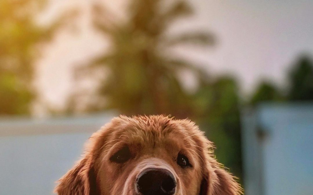 Choosing Pet Supplies Made Easy: Expert Tips for New Owners