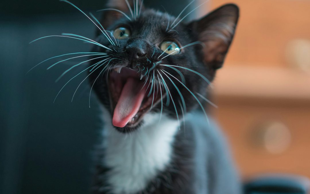 Top 10 Interactive Pet Toys for Mental Stimulation