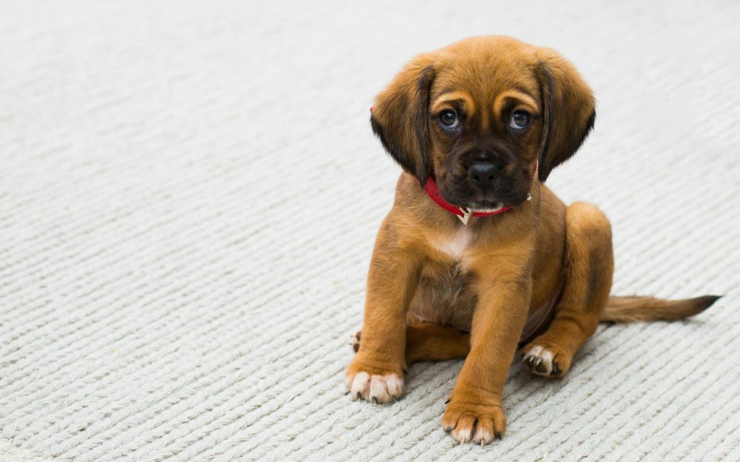 Master Pet Care with Our First-Time Owner Checklist