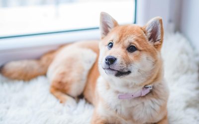 Daily Pet Care Tips for a Healthier Life