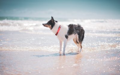 Is Your Pet’s Collar or Harness Up to Par